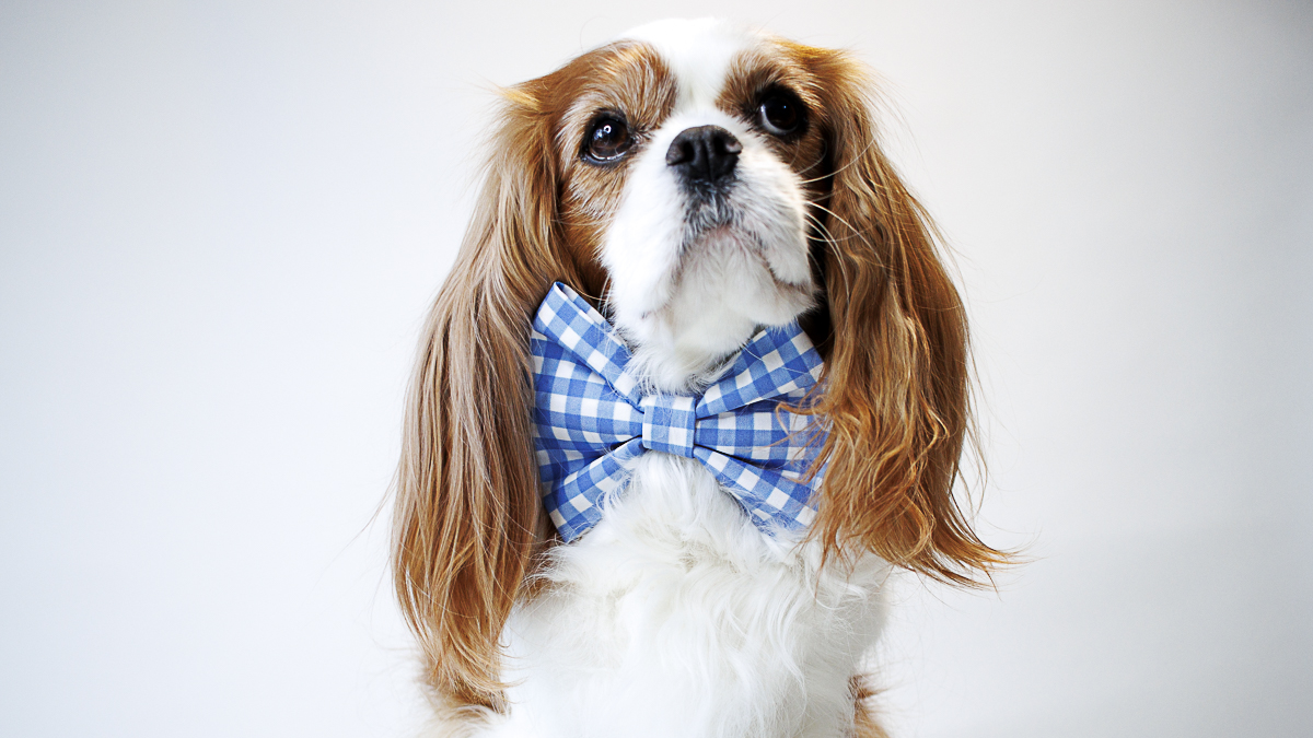 A cavalier on a white background wearing a blue and white gingham bow.